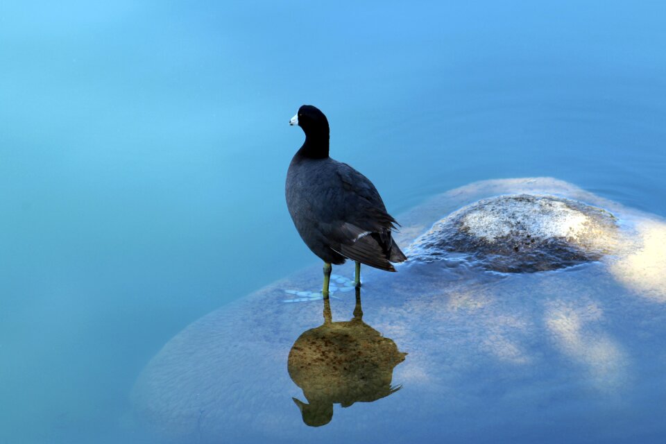 Water wildlife lake