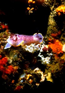 Felimida purpurea (Risso in Guérin, 1831) (syn. Chromodoris purpurea  (Risso in Guérin, 1831) - Banyuls-sur-mer : 08/82