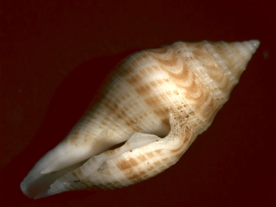 Genotina adamii (Bozzetti, 1994); family Mangeliidae