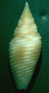 Ziba flammea (Quoy & Gaimard, 1833) , a miter snail in the family Mitridae; Philippines