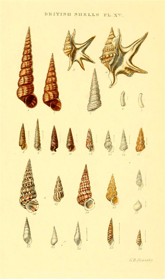 Illustrated Index of British Shells. Plate XV.


Name in text
Accepted name (2013)
1
Turritella cornea Lamarck
Turritella cornea
2, 3
Turritella communis Risso
Turritella communis
4
Aporrhais pes-peli