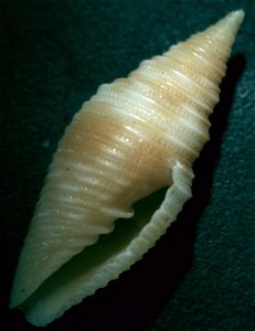 Ziba flammea (Quoy & Gaimard, 1833) , a miter snail in the family Mitridae; Philippines