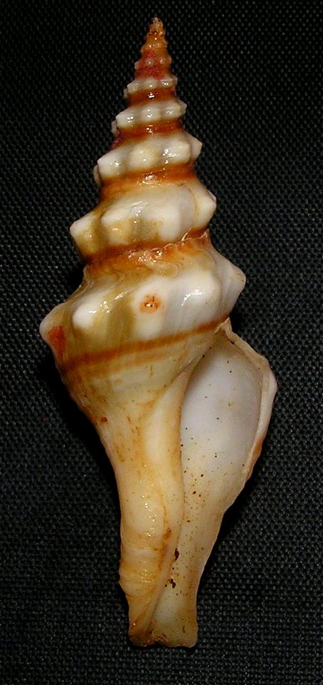 Knefastia tuberculifera (Broderip & Sowerby I, 1829) ; family Pseudomelatomidae; Mexico