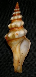 Knefastia tuberculifera (Broderip & Sowerby I, 1829) ; family Pseudomelatomidae; Mexico