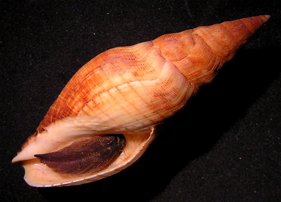 Megasurcula carpenteriana (Gabb, 1865) ; family Pseudomelatomidae; California