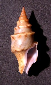 Perrona spirata (Lamarck, 1816) ; Angola