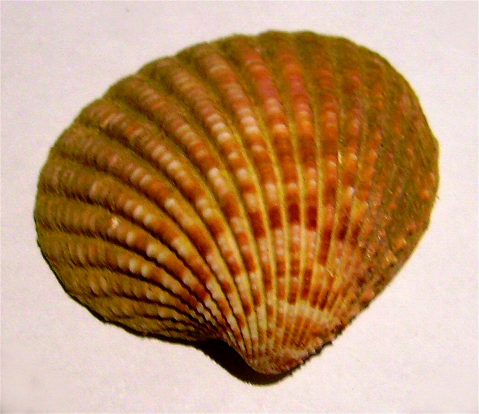 Purpurocardia purpurata dredged from north of Pakiri, New Zealand.
