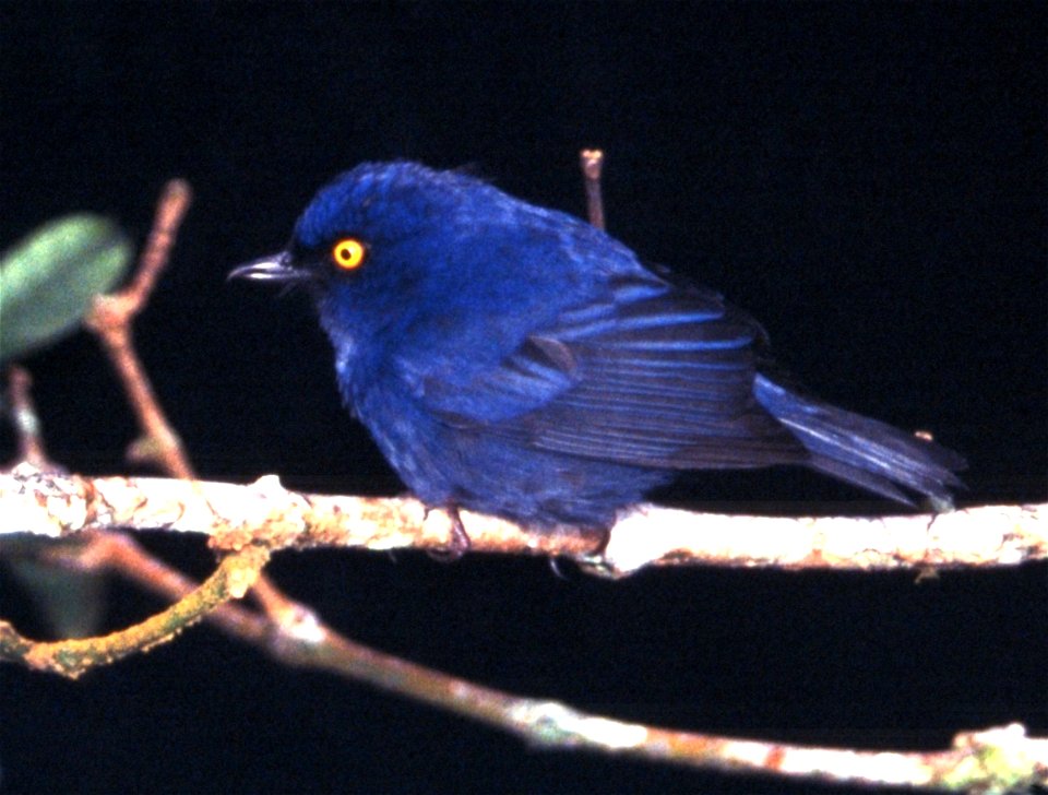 Diglossa glauca en Ecuador.