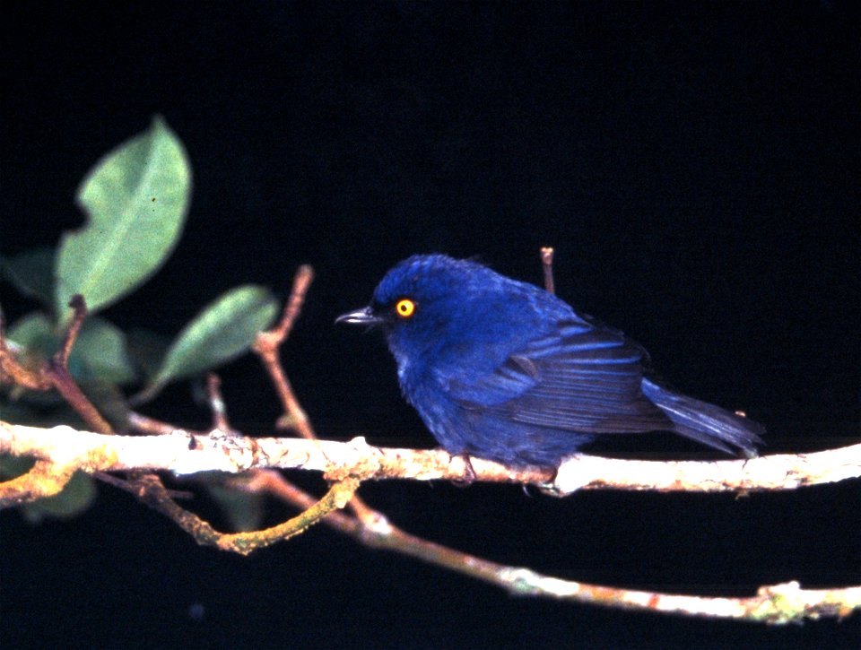 Deep-blue Flower-piercer (Diglossopis glauca) in Ecuador