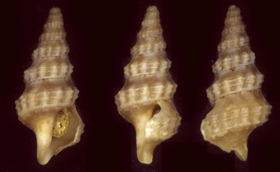 Pseudexomilus fenestratus Kilburn, 1988; family Horaiclavidae