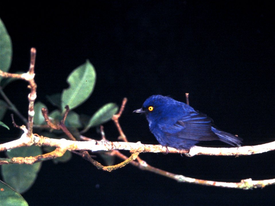 Deep-blue Flower-piercer (Diglossopis glauca) in Ecuador