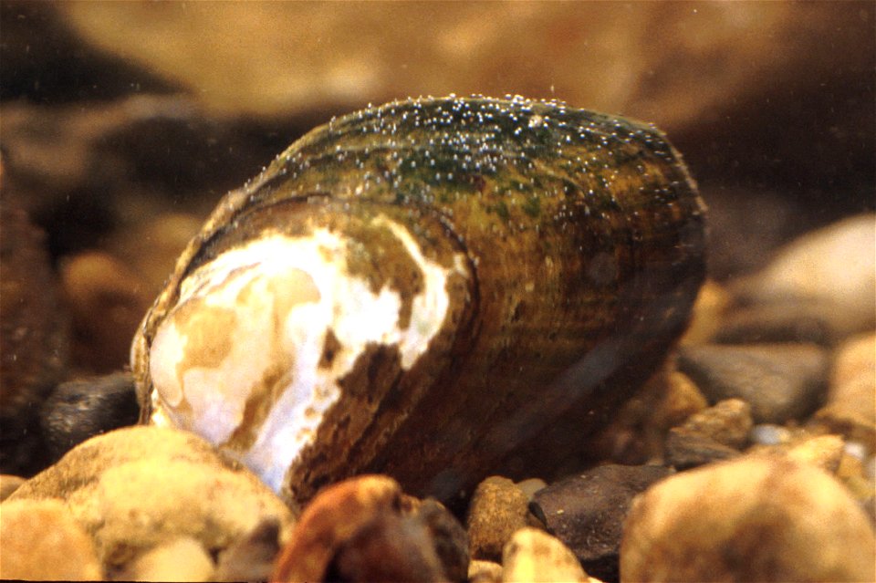 Alasmidonta viridis