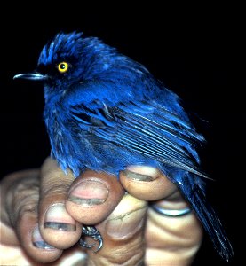 Deep-blue Flower-piercer (Diglossopis glauca) in Ecuador