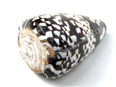 Conus ateralbus Kiener, 1845 ; Cape Verde