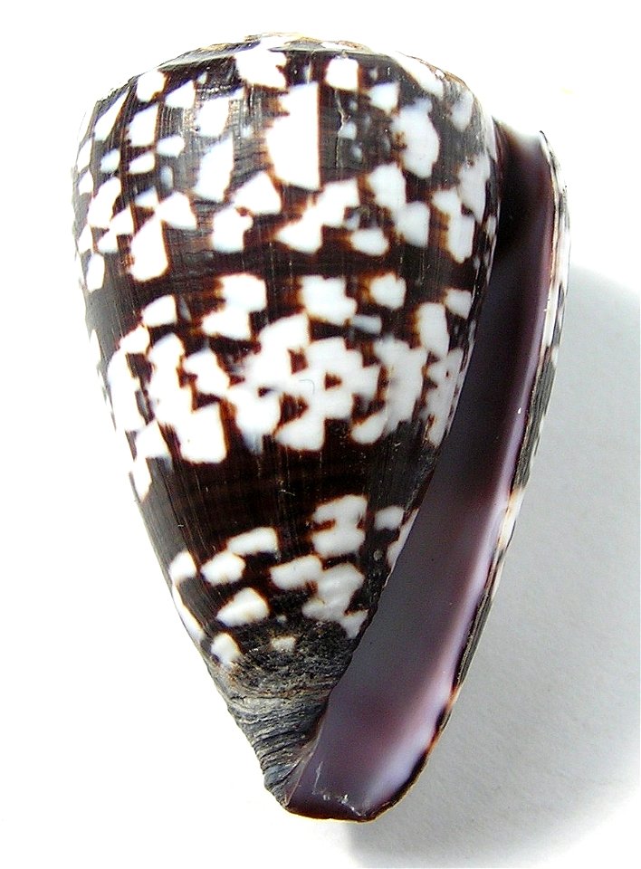 Conus ateralbus Kiener, 1845 ; Cape Verde