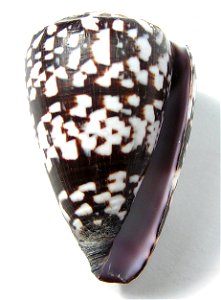 Conus ateralbus Kiener, 1845 ; Cape Verde