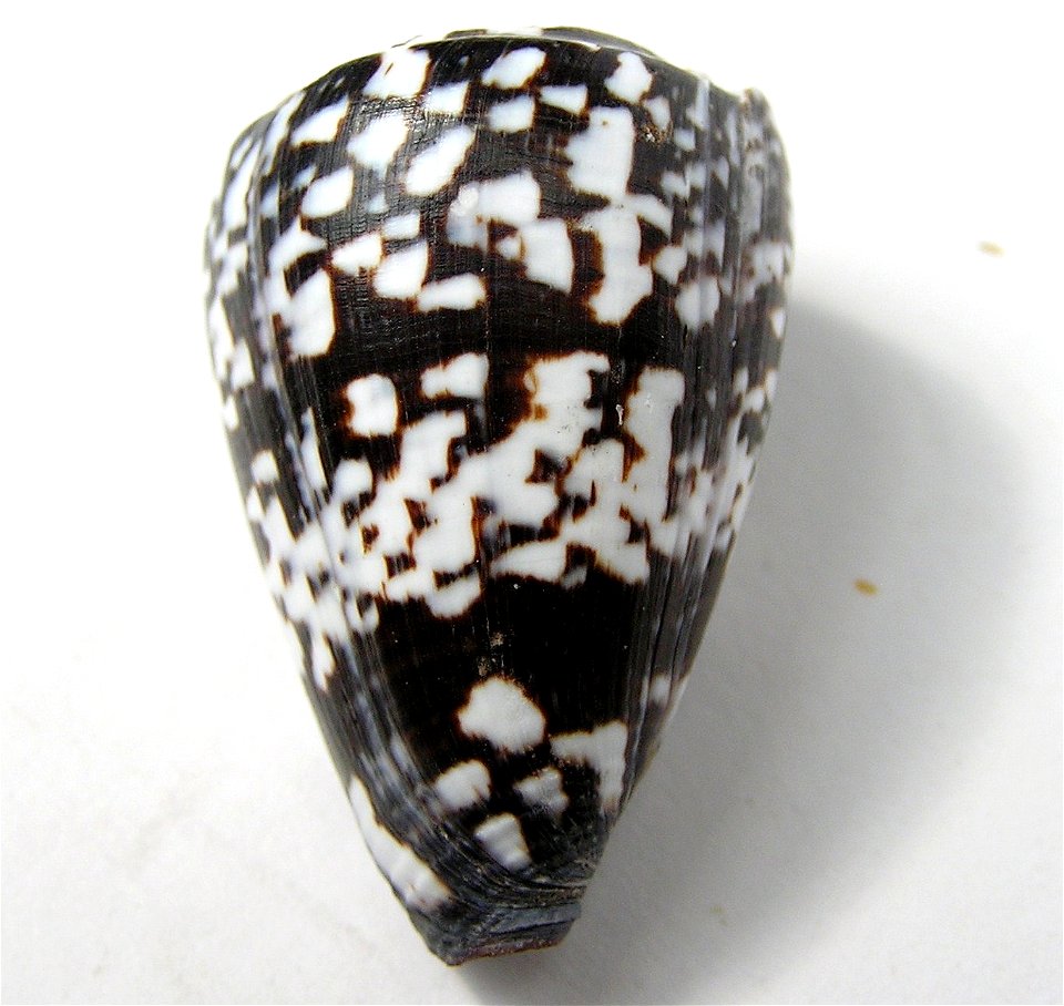 Conus ateralbus Kiener, 1845 ; Cape Verde