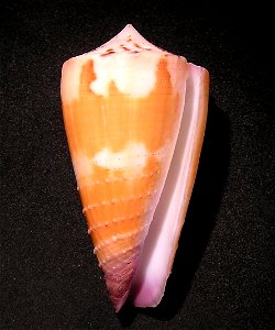 Conus circumactus Iredale, 1929 ; the Philippines photo