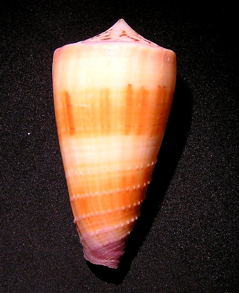 Conus circumactus Iredale, 1929 ; the Philippines