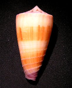 Conus circumactus Iredale, 1929 ; the Philippines photo