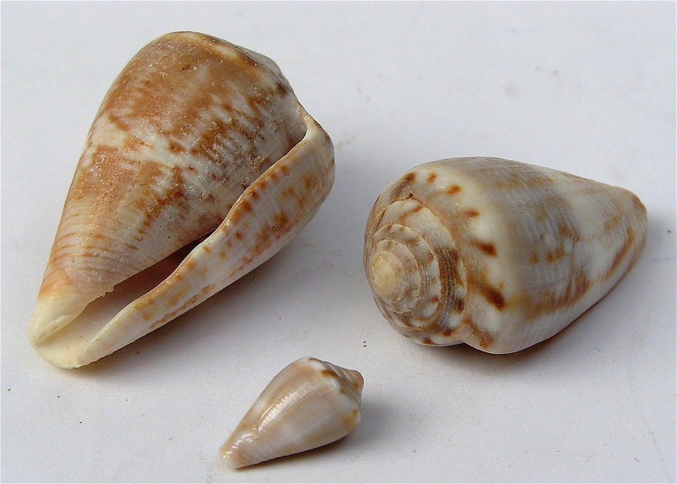 Conus encaustus Kiener, 1845 ; Marquesas Islands