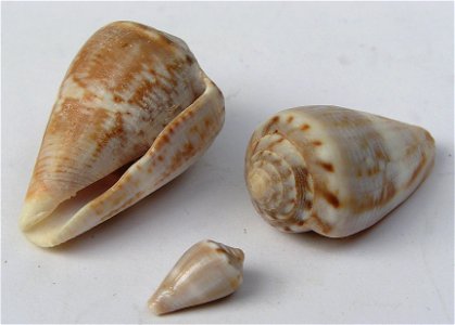 Conus encaustus Kiener, 1845 ; Marquesas Islands
