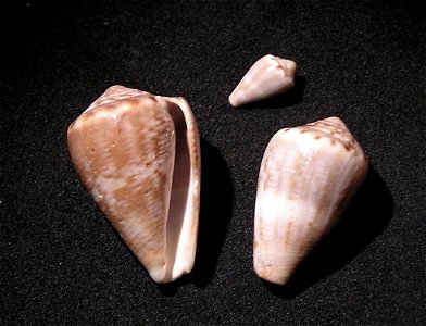 Conus encaustus Kiener, 1845 ; Marquesas Islands.