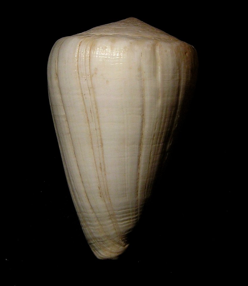 Conus fergusoni G. B. Sowerby III, 1873 ; Panama.