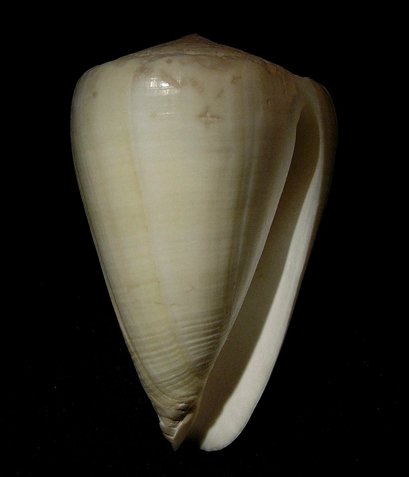 Conus fergusoni G. B. Sowerby III, 1873 ; Panama.