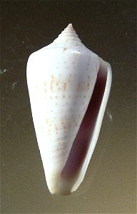 Conus iodostoma Reeve, 1843 ; Mozambique
