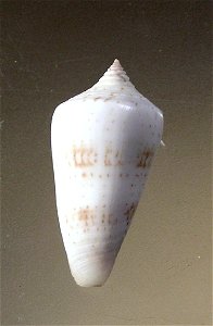 Conus iodostoma Reeve, 1843 ; Mozambique