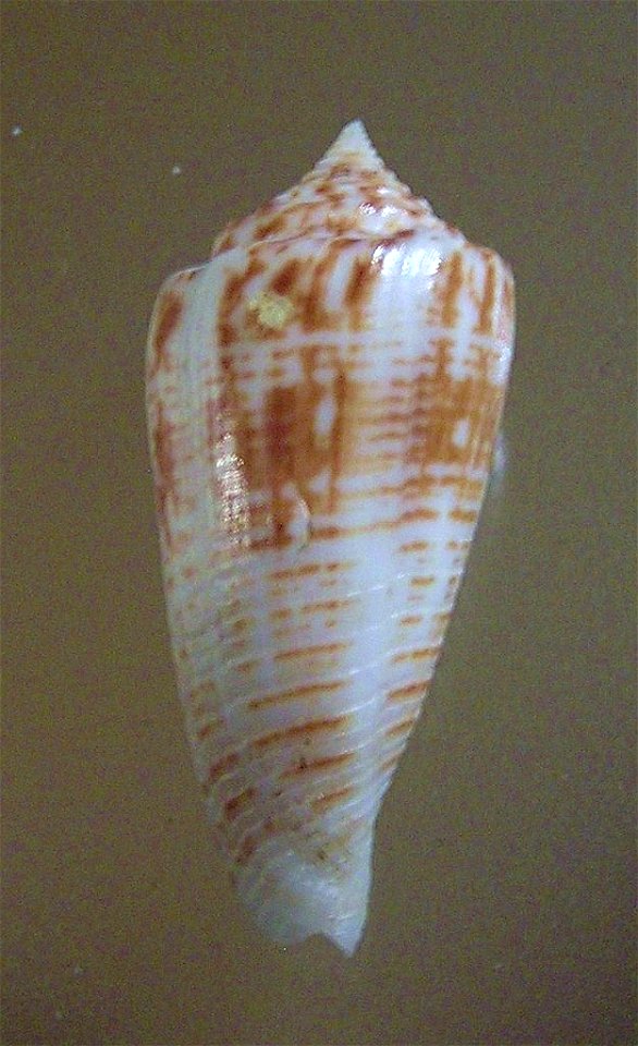 Conus mucronatus Reeve, 1843 ; the Philippines