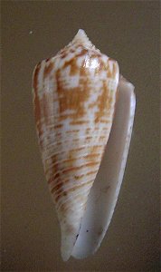 Conus mucronatus Reeve, 1843 ; the Philippines