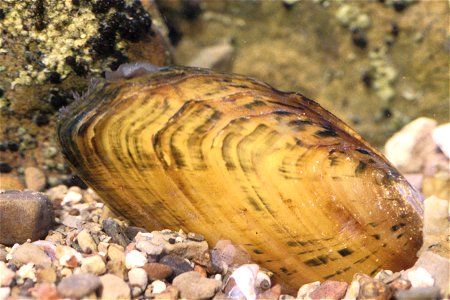 Hemistena lata