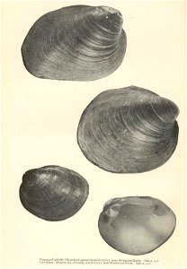 Upper and middle: Niggerhead (Reginaia ebenus syn. Quadrula ebenus); Lower pair: Hickory-nut, Obovaria olivaria syn. Obovaria ellipsis

 ...Quadrula ebenus (Lea) from Mississippi River Upper and Middl