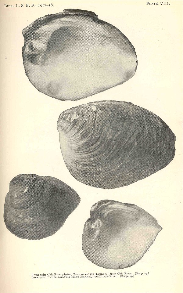 Ohio River pig-toe, Quadrula obliqua (Lamarck), from Ohio River Upper Pair; Pig-toe, Quadrula undata (Barnes) from Illinois River Lower Pair
Subject: Quadrula, Freshwater mussels
Tag: Shellfish