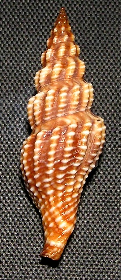 Aguilaria subochracea (E. A. Smith, 1877); family Pseudomelatomidae; the Philippines