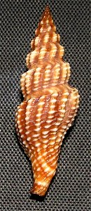 Aguilaria subochracea (E. A. Smith, 1877); family Pseudomelatomidae; the Philippines