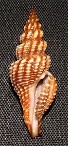 Aguilaria subochracea (E. A. Smith, 1877); family Pseudomelatomidae; the Philippines