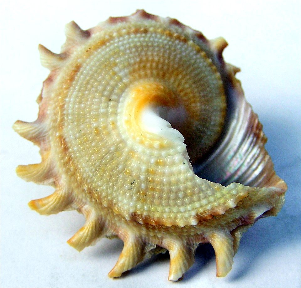 Bolma tamikoana (Shikama, 1973); family Turbinidae; Philippines