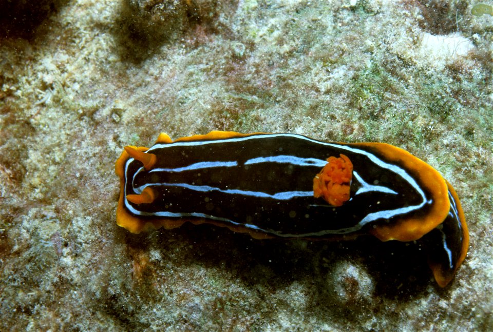 Nudibranch Chromodoris kuiteri, (black, blue, yellow) 6m depth. S. Wistari Reef, Heron I., Australia.