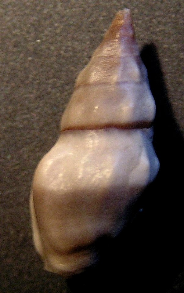 Clavus exasperatus (L. A. Reeve, 1843, a sea snail from the family Drilliidae; Philippines