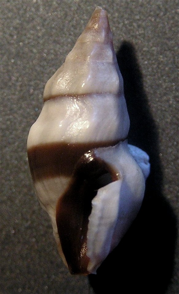 Clavus exasperatus (L. A. Reeve, 1843, a sea snail from the family Drilliidae; Philippines