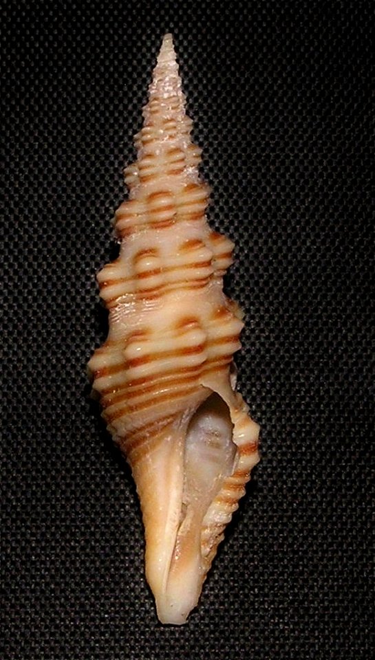 Compsodrillia bicarinata (Shasky, 1961); family Pseudomelatomidae; Mexico