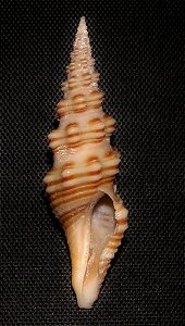 Compsodrillia bicarinata (Shasky, 1961); family Pseudomelatomidae; Mexico