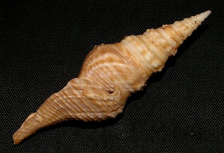 Cruziturricula arcuata (Reeve, 1843); family Drilliidae; Pacific Mexico