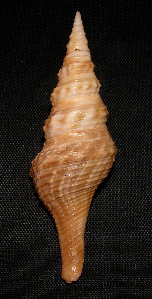 Cruziturricula arcuata (Reeve, 1843); family Drilliidae; Pacific Mexico