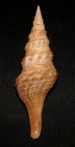 Cruziturricula arcuata (Reeve, 1843); family Drilliidae; Pacific Mexico
