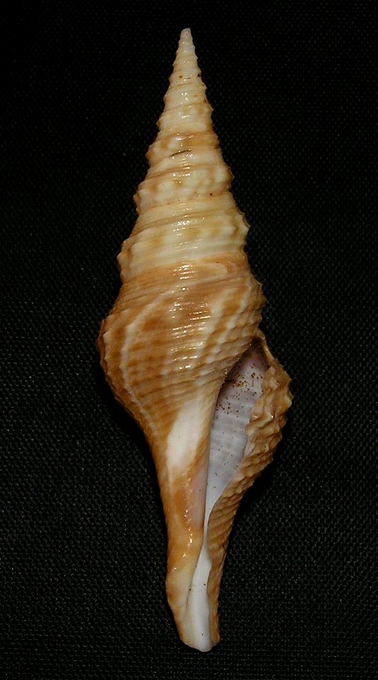 Cruziturricula arcuata (Reeve, 1843); family Drilliidae; Pacific Mexico