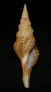 Cruziturricula arcuata (Reeve, 1843); family Drilliidae; Pacific Mexico